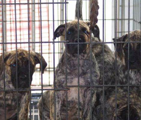 加纳利幼犬 三个月