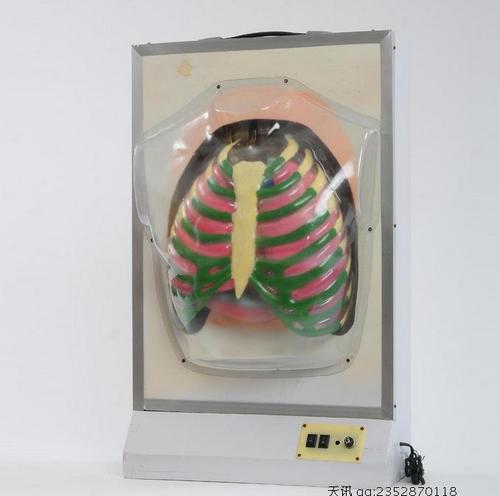 膈肌运动模拟器 膈肌运动模型 电动 教学仪器 初中生物 33223包邮