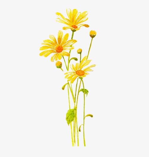 黄色金盏花免抠素材免费下载_觅元素51yuansu.com
