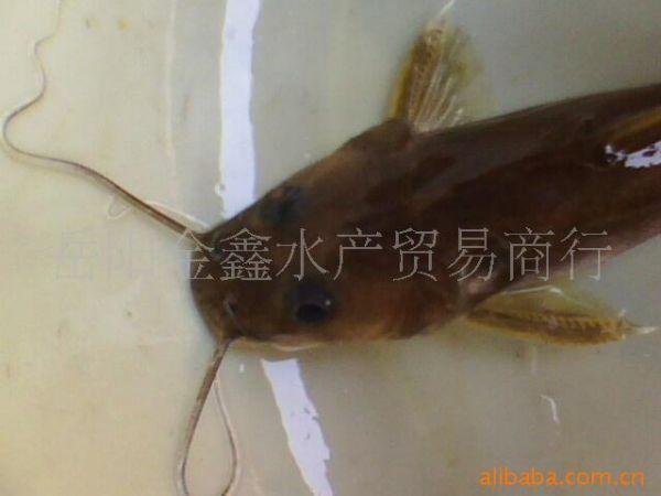 供应淡水水产/鱼~~石扁头/牛尾巴/石板头