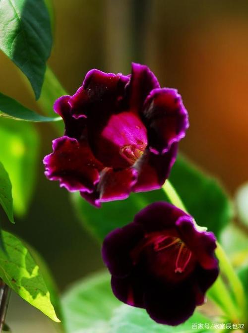 这些花很华丽很漂亮大岩桐