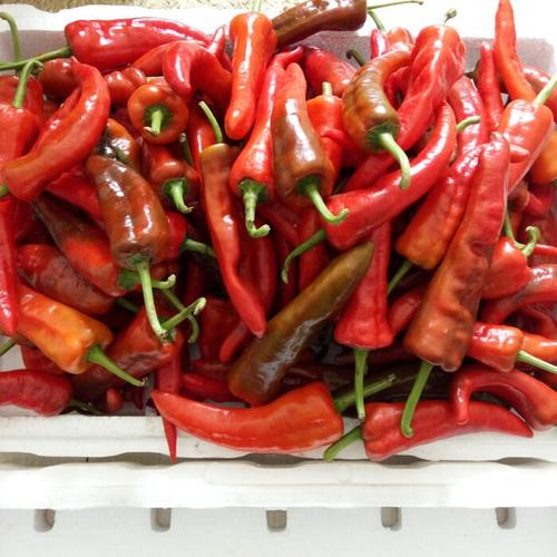 新鲜红辣椒黄山特产山地土辣椒剁椒泡原生态种植江浙沪皖5斤包邮