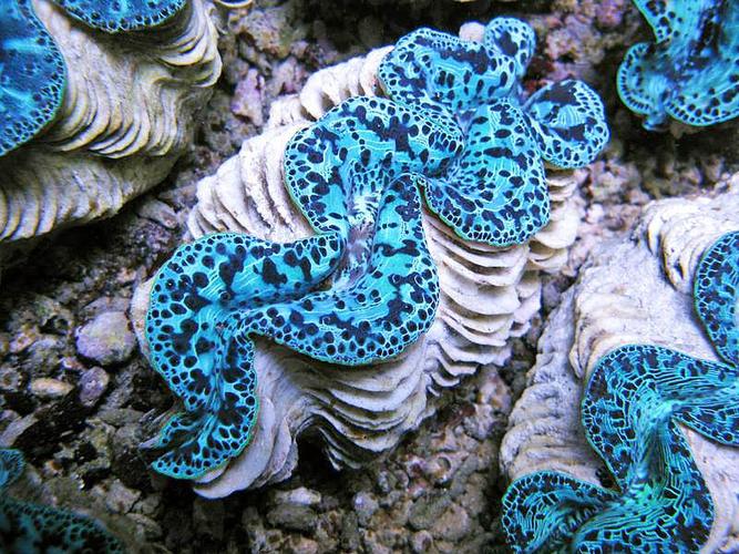 大砗磲,库氏砗磲,车渠 - hellodive潜水