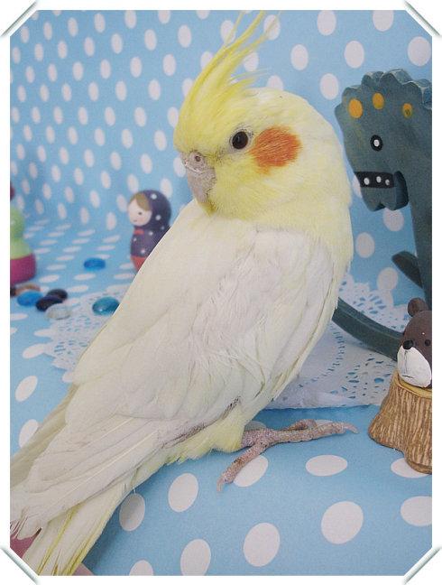 我的玄凤鹦鹉蜜蜜