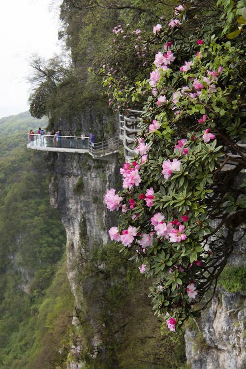(环境)汉中龙头山:云中杜鹃更娇美