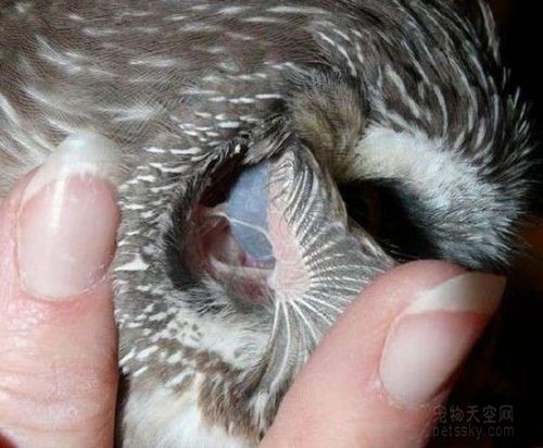 猫头鹰的构造非常独特,只要将它们的耳朵拨开,就能看到奇妙的内部结构