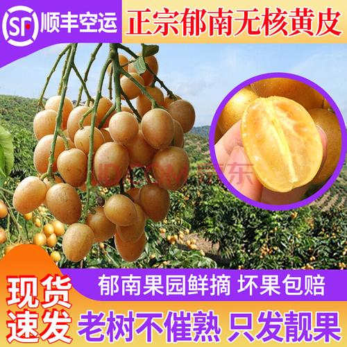 颜曼箐 郁南特产新鲜无核黄皮鸡心黄皮果冰糖心酸甜现摘广东孕妇水果