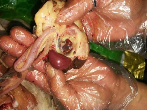 2 滑液囊支原体的脾脏肿大.