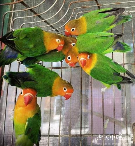 南海公园有一群可爱的费氏牡丹鹦鹉 为近危物种