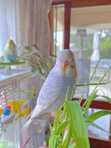 紫罗兰虎皮鹦鹉|崽崽_墨尔本攻略_手养鹦鹉_宠物_宠物