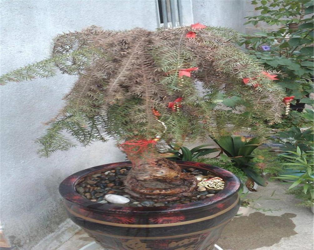 美丽而高贵的澳洲杉可以这样进行养护生长的枝繁叶茂