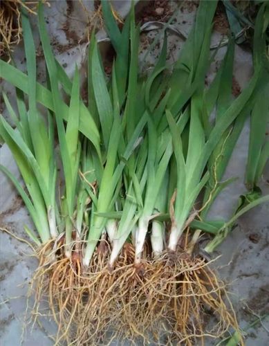 鸢尾苗鸢尾苗价格