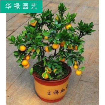 定制客厅室内观果植物金钱桔小金橘盆景金桔树苗四季桔带果子橘子树苗