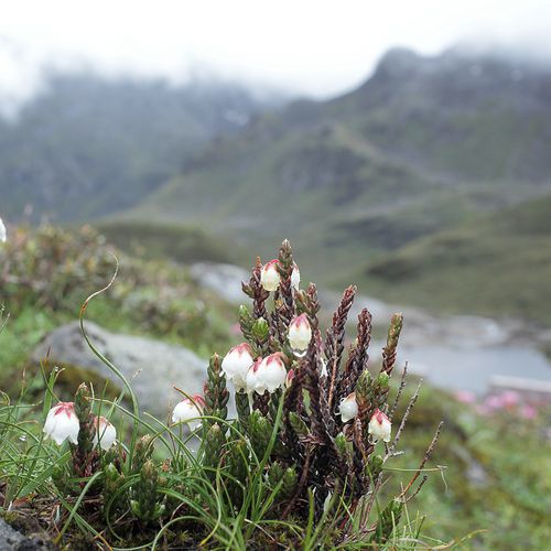 "岩须"著名的藏药,属称:"草灵芝"生长在海拔4500米左右的石缝之间.