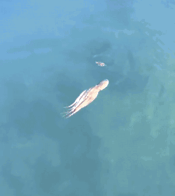 章鱼捕食螃蟹的全过程!