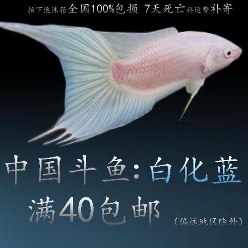 山炮水族 中国斗鱼 白化蓝火 包活好养小型非野生观赏鱼活体