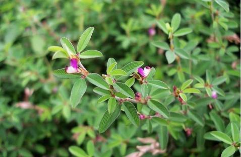 鸡眼草图片鸡眼草草本植物图片鸡眼草草本野菜图片