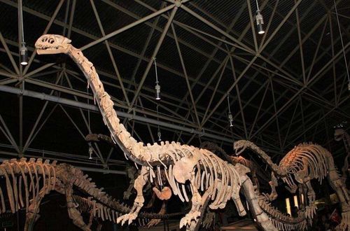 其中,一亿多年前的 a target="_blank" href="/item/恐龙化石