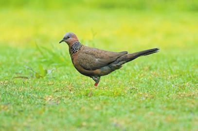 惊蛰 看花吃酒唱歌去【四川日报2021/3/2第十一版】