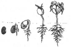 6.种子萌发时,最先突破种皮的是( )