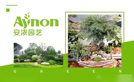 安浓园艺aynon   安浓园艺,全称"安徽安浓园艺股份有限公司",安浓园艺