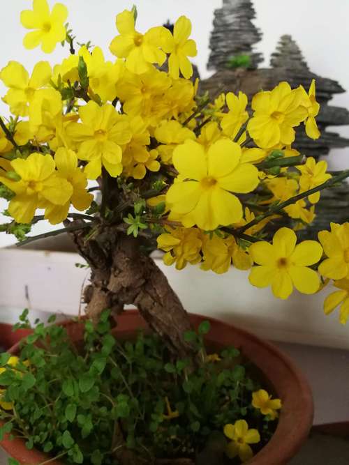 傲娇迎春花 春节开我家