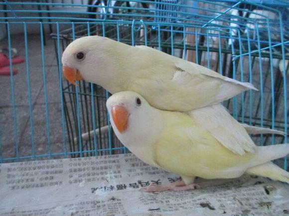 宠物专题|常见牡丹鹦鹉的品种分类