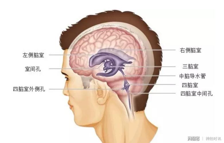 三脑室通过双侧室间孔与双侧脑室相连,通过中脑