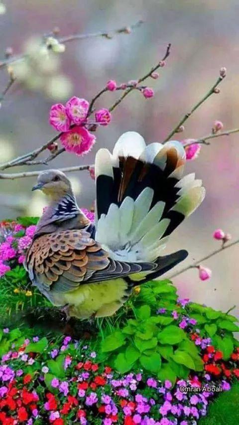 美好的日子到喜鹊来给你送祝福