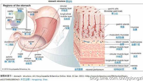 胃结构图