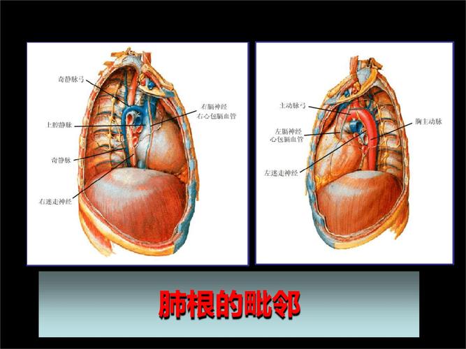 医学局部解剖学第三章胸部二.ppt