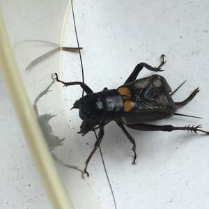 自抓野生双斑蟋蟀 活体蛐蛐 斗蟋蟀生猛好斗秋虫 非白虫大只成虫