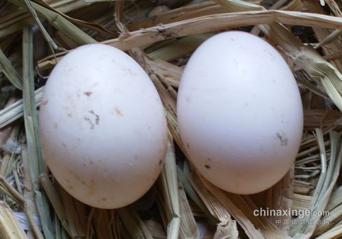 看蛋形你能分出雌雄吗?-老朱鸽舍-中信网各地鸽舍