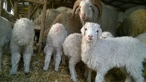 冬天生的小绵羊和守护神爸爸_大连海边甜园_新浪博客