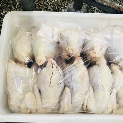 白条鸡新鲜
