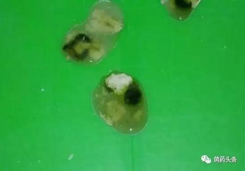 沙门氏杆菌引起并伴有神经性症状粪便