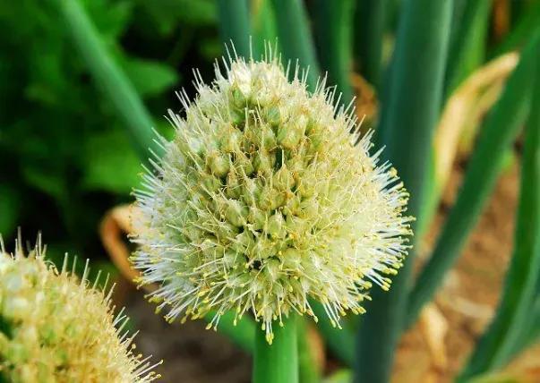 陈龙泉野葱花