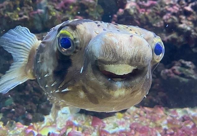 英国一位主人带宠物河豚看牙医因牙齿太长无法进食