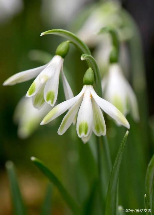 冬天有寒冷才好的开花的雪滴花,秋季种地里不用管,每年都能开花