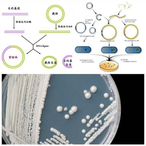 常含有目的基因,用体外重组方法将它们插入克隆载体,形成重组克隆
