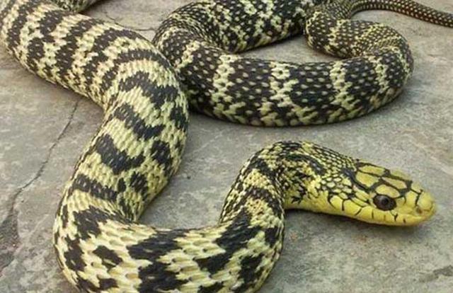 菜花蛇是万蛇之王连毒性都没有是靠什么称霸蛇界王位