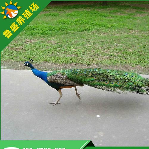 特种养殖场供应蓝孔雀 观赏孔雀 白孔雀 种孔雀 孔雀苗价格