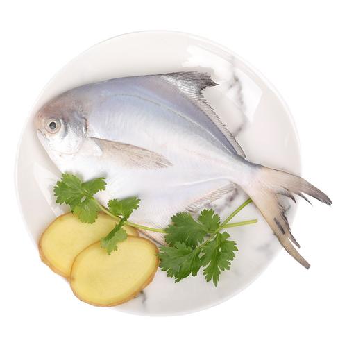 冰鲜海鲜白鲳白鲳鱼100g以上条