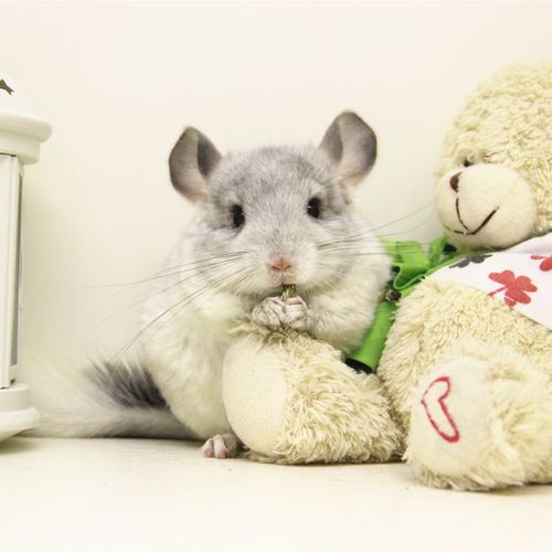 优惠券大全—【贝斯喵】宠物活物网红小宠 活体龙猫宝宝幼崽 银斑龙猫