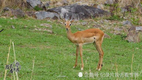 有角的鹿是公鹿,没有角的鹿是母鹿.