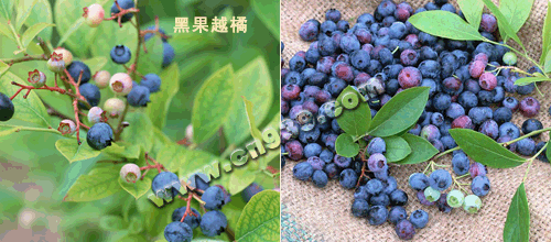 果实类—黑果越橘