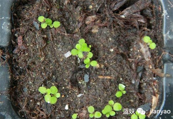 科普 正文 六倍利发芽后,长到4-6片真叶时就可以进行分苗了.