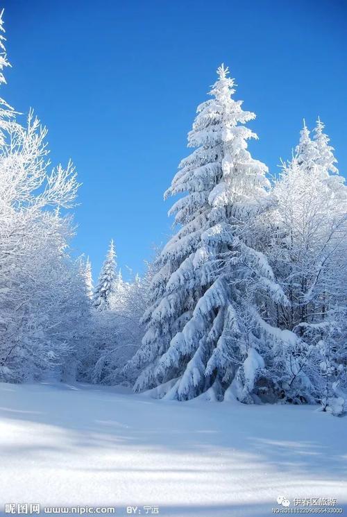 县区旅游|穿越冬日林海,一起到伊春区的雪地里撒点野!