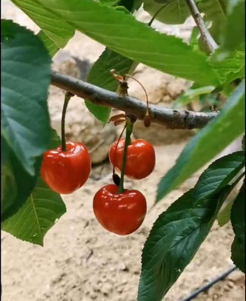 齐早大樱桃简介为什么它偏偏影响了早熟大樱桃新品种未来将独占大樱桃