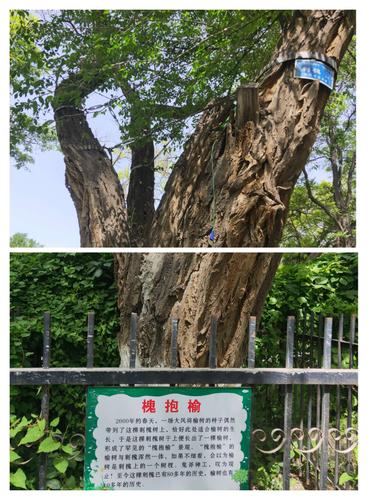 槐抱榆,榆树长在槐树哦.真是一大奇观